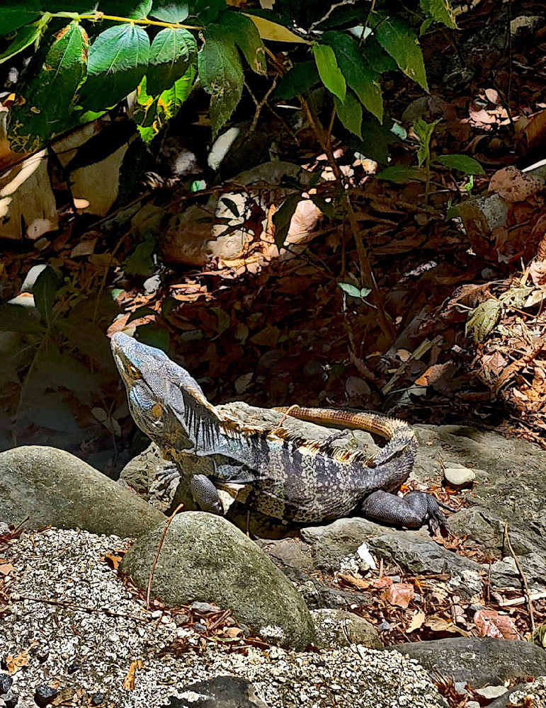 Black Spiny Tail Iguana.Jpg Photography Art | InYourBackyard