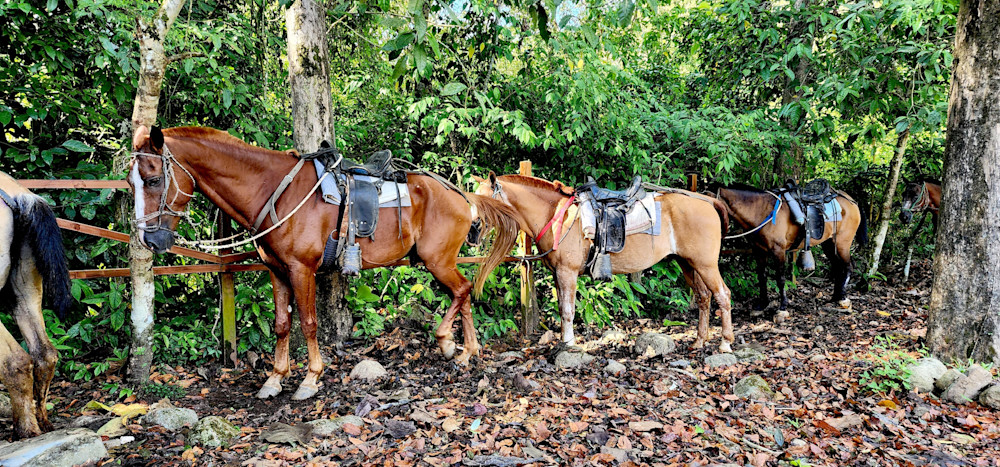 Horse Back In Costa Rica.Jpg Photography Art | InYourBackyard