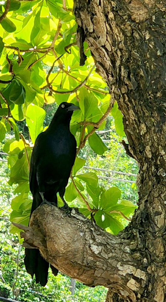 Black Costa Rica Bird Photography Art | InYourBackyard