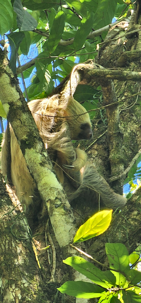 Jungle Sloth   Costa Rica Photography Art | InYourBackyard