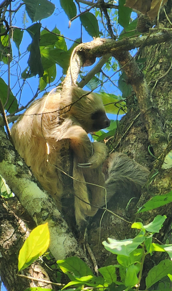 Sloth   Costa Rica Jungle Photography Art | InYourBackyard