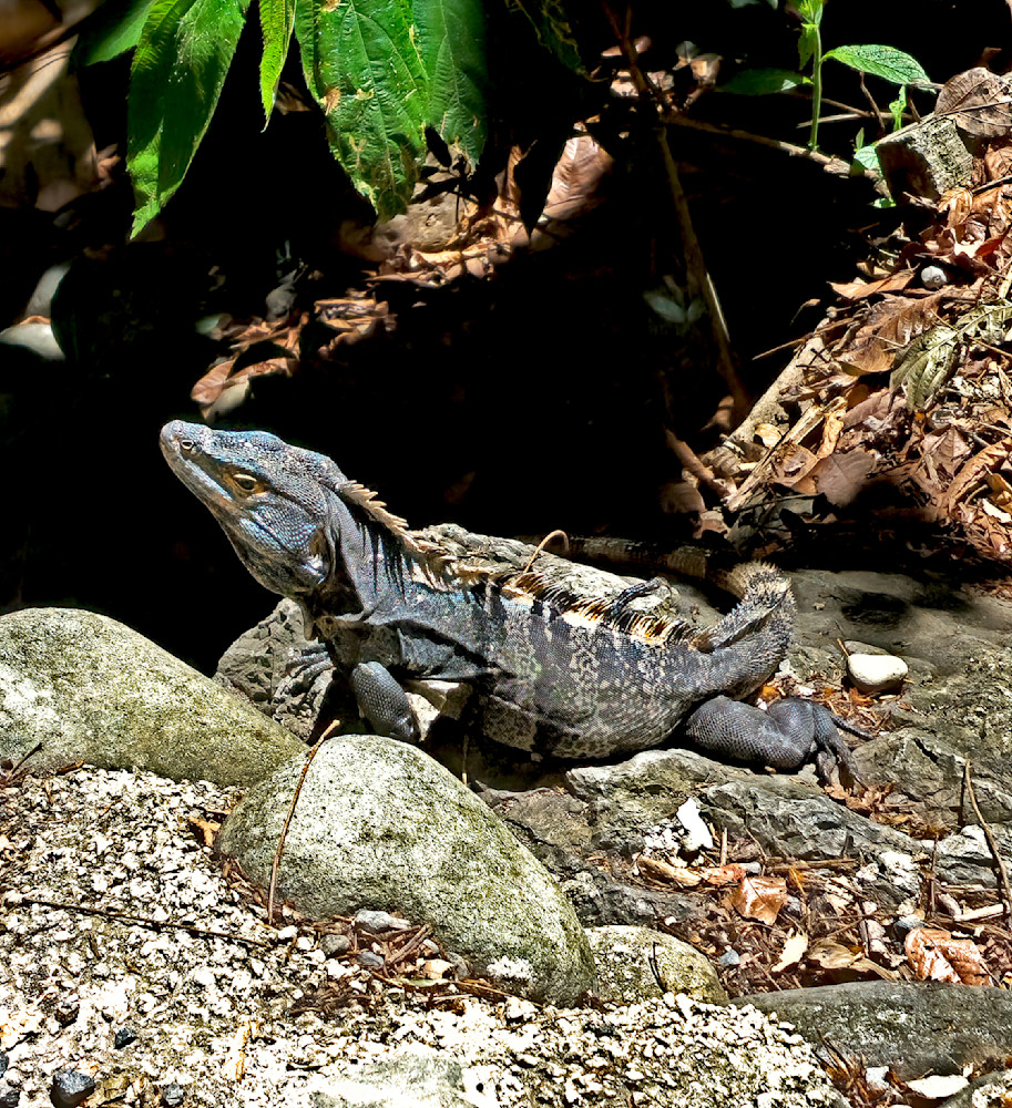 Black Spiny Tail Iguana In Costa Rica Photography Art | InYourBackyard