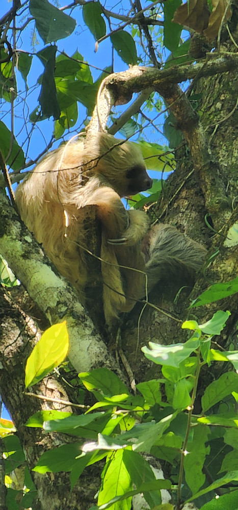 Sloth   Costa Rica Jungle Unedited Photography Art | InYourBackyard