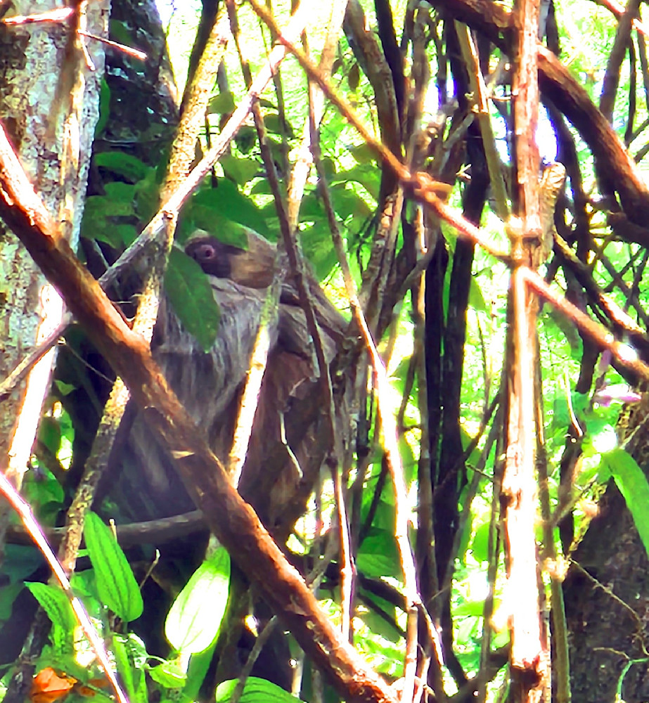 Sloth In Costa Rica Photography Art | InYourBackyard