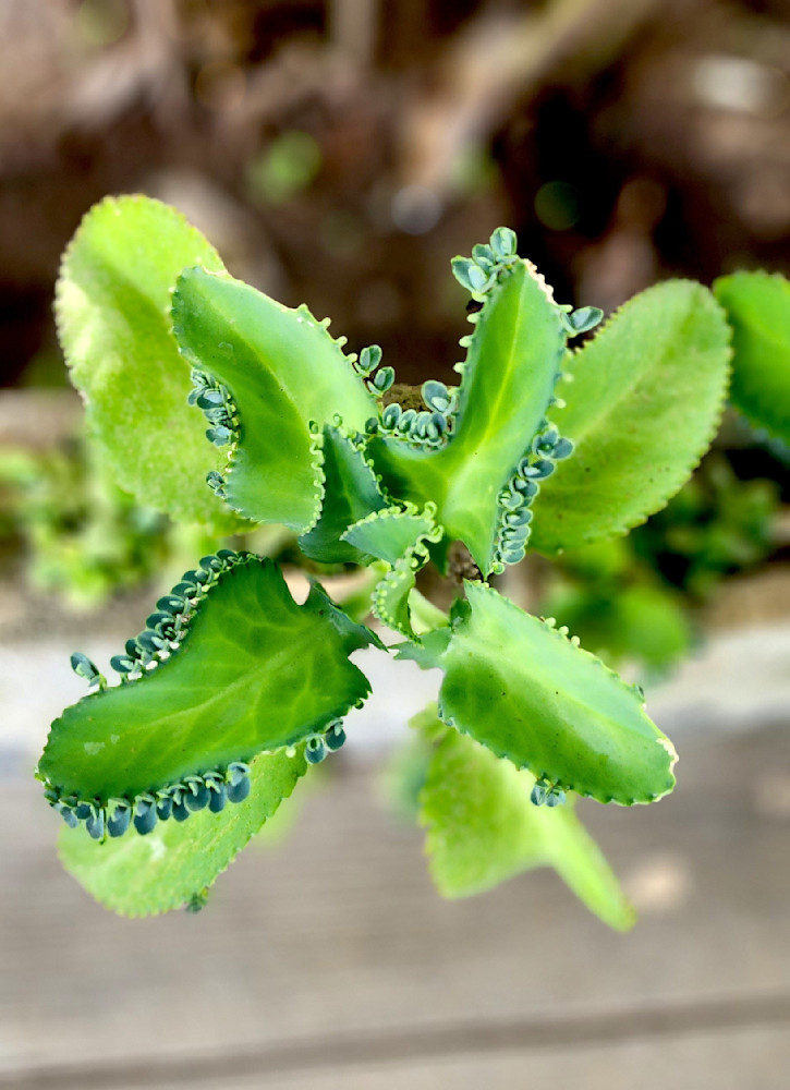 Wild Mother Of Thousands   Costa Rica Jungle.Jpg Photography Art | InYourBackyard