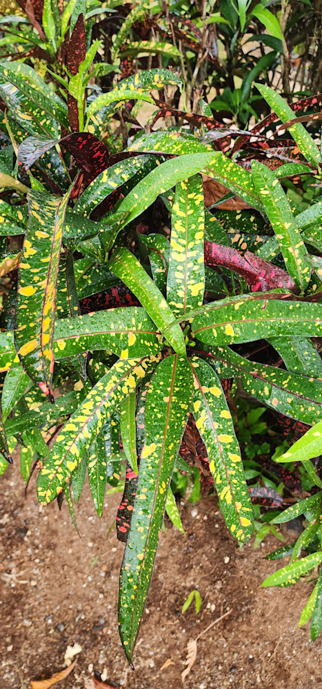 Wild Croton Plant   Costa Rica Photography Art | InYourBackyard