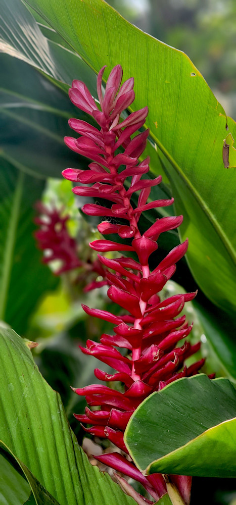 Wild Red Ginger In Costa Rica Jungle.Jpg Photography Art | InYourBackyard
