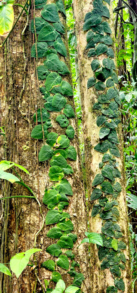 Ivy On Jungle Treee   Costa Rica Photography Art | InYourBackyard