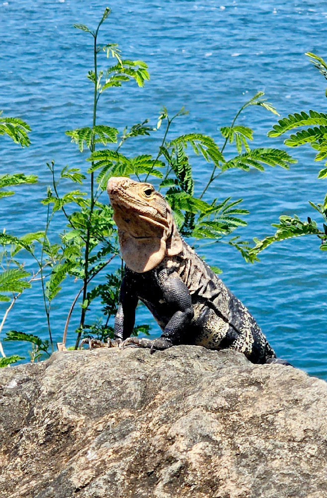 Iguana Posing In Costa Rica Photography Art | InYourBackyard