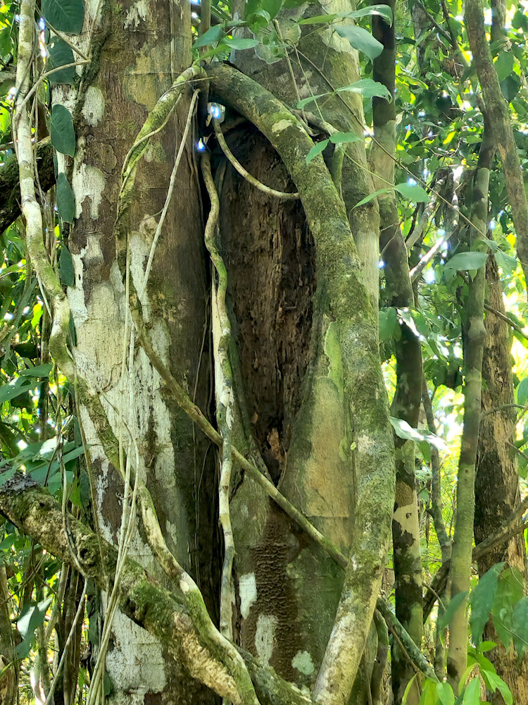 Jungle Love Costa Rica Photography Art | InYourBackyard