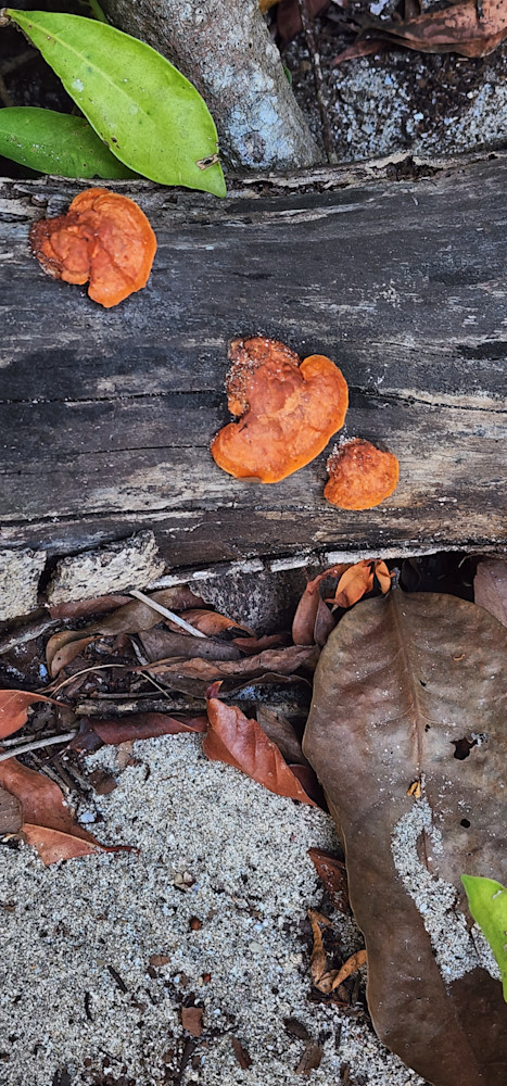 Costa Rica Shroomin.Jpg Photography Art | InYourBackyard