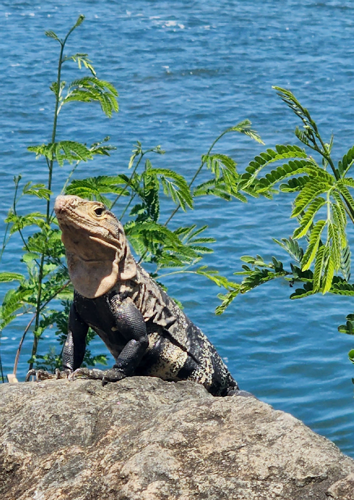 Iguana In Costa Rica Photography Art | InYourBackyard