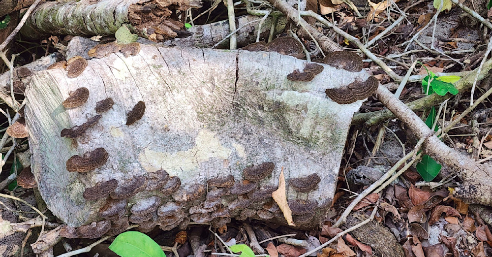 Costa Rica Shrooms.Jpg Photography Art | InYourBackyard