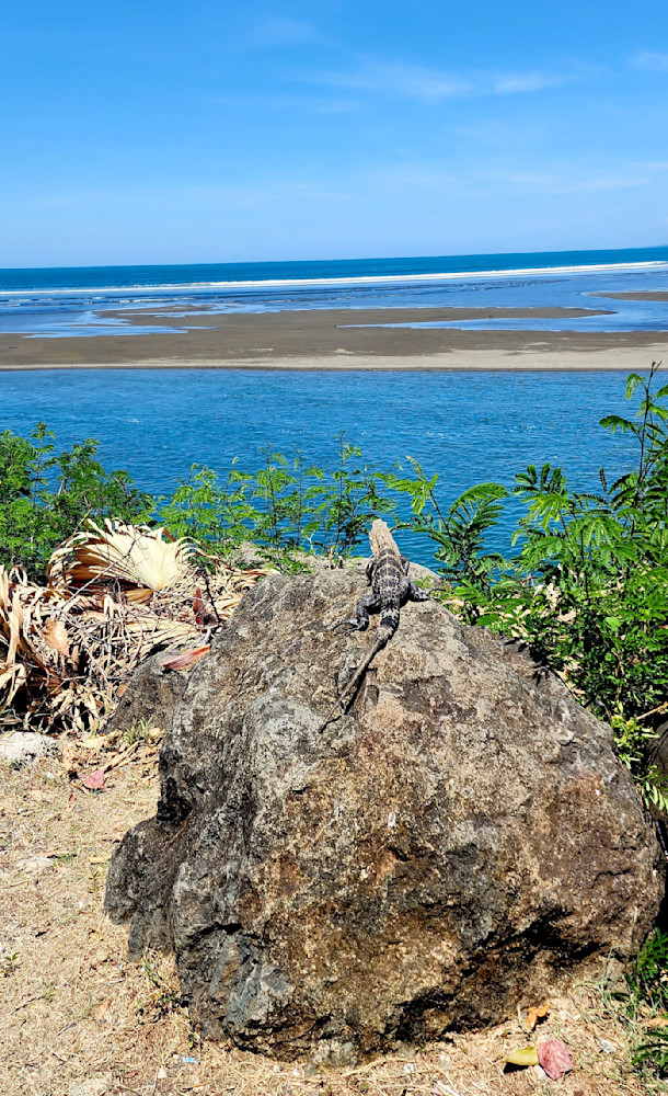 Costa Rican Iguana Photography Art | InYourBackyard