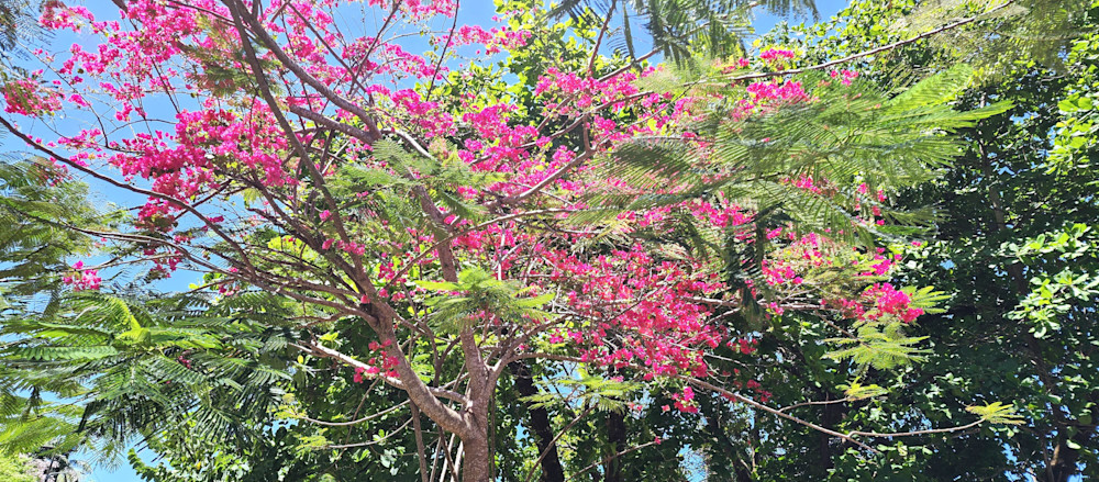 Floral Tree Dreams   Costa Rica.Jpg Photography Art | InYourBackyard