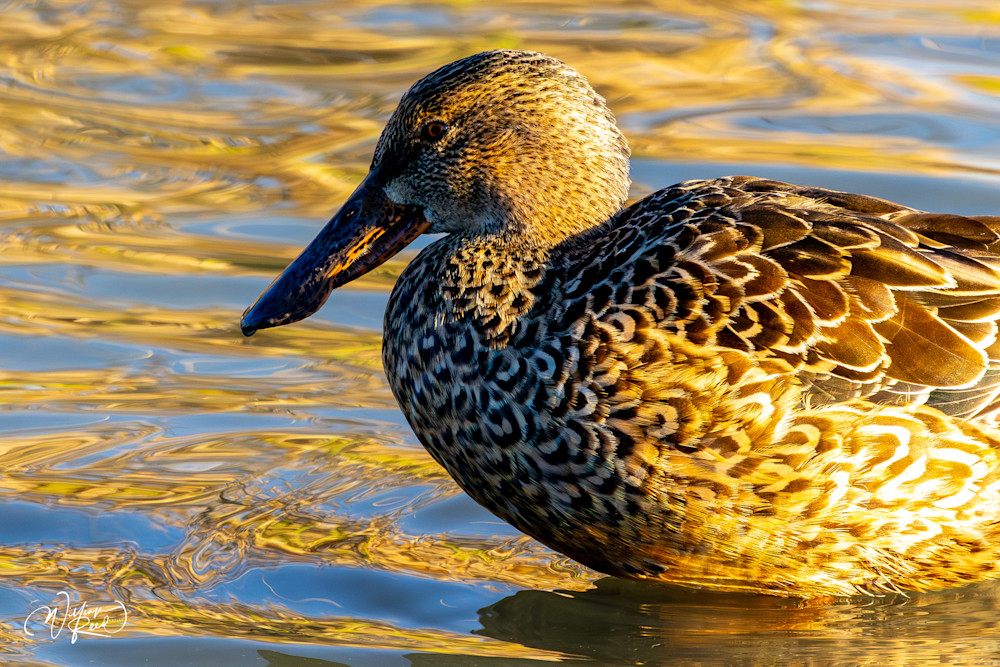 Mallard Duck Fine Art Photograph | William Reed