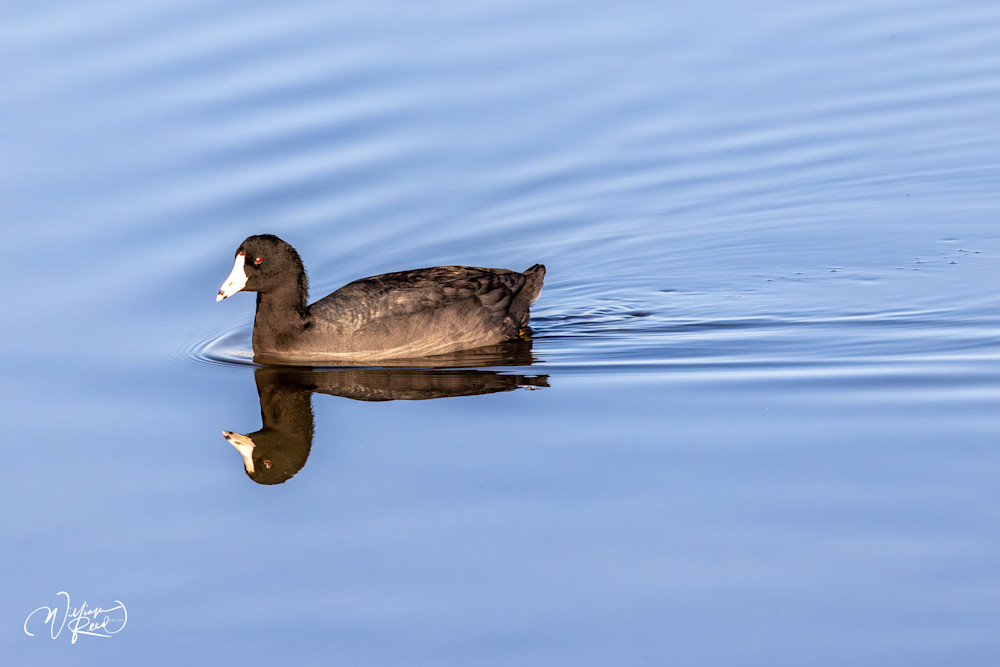 American Coot Fine Art Photograph | William Reed