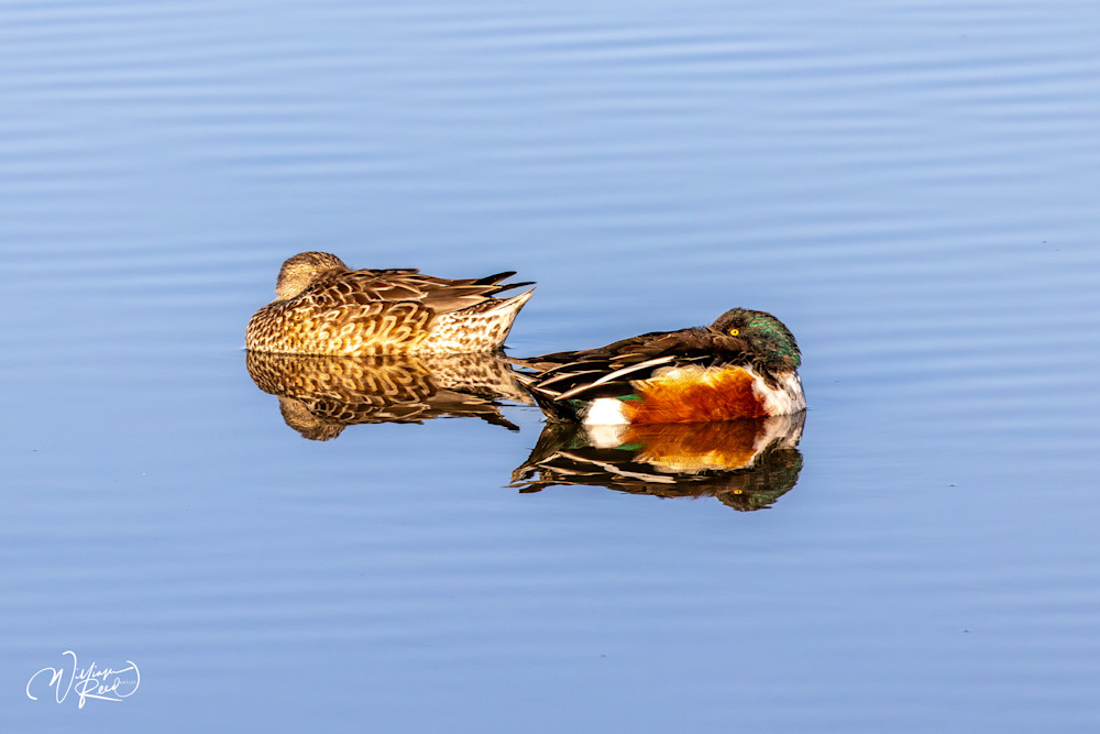 Northern Shoveler Pair Fine Art Photograph | William Reed