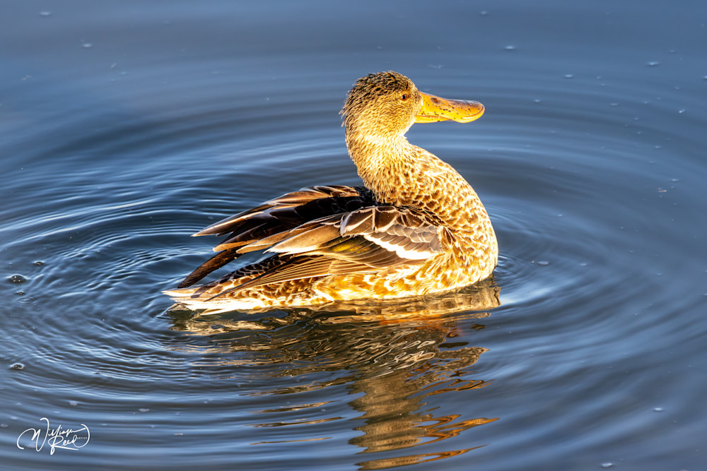 Mallard Duck Fine Art Photograph | William Reed