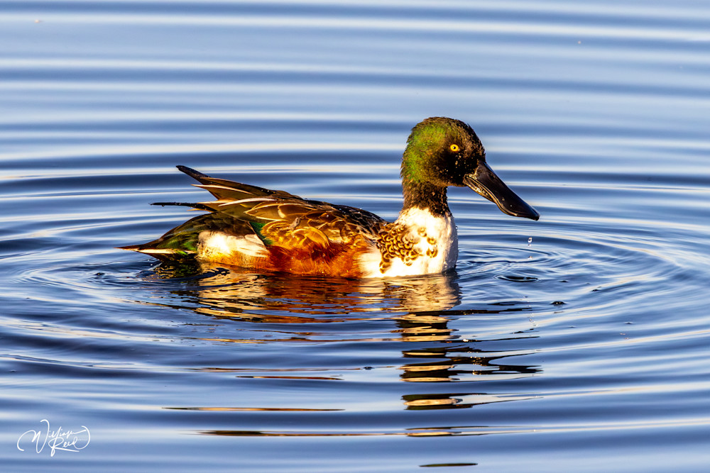 Northern Shoveler Fine Art Photograph | William Reed