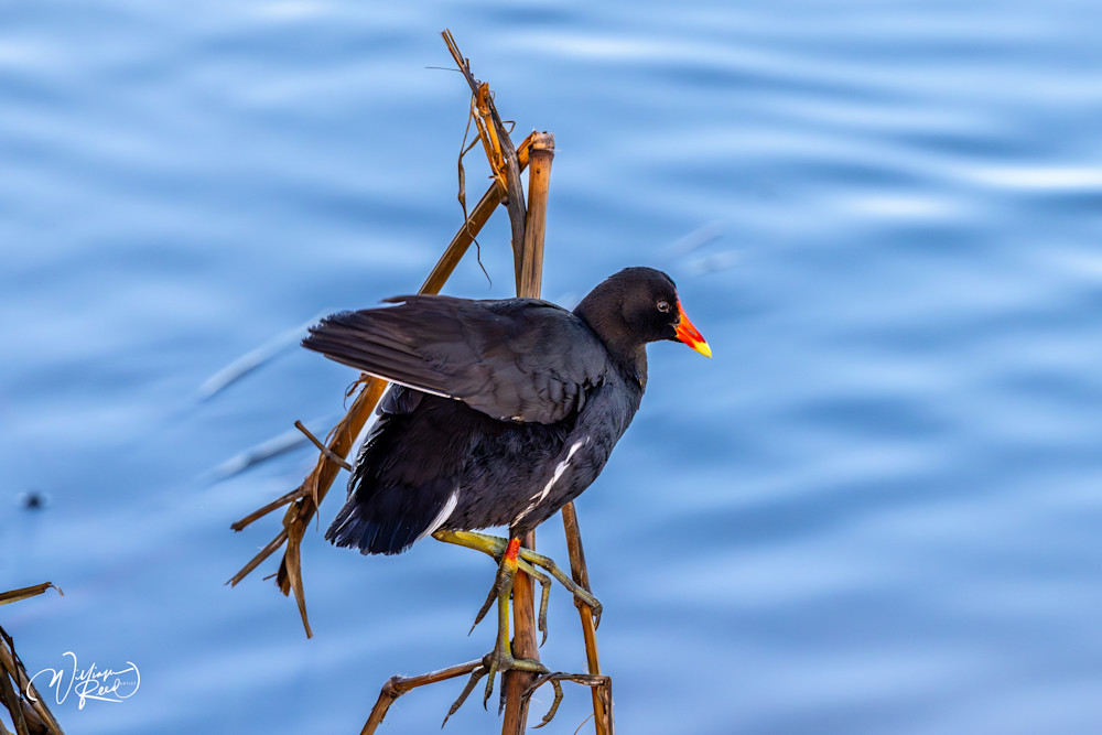 Common Gallinule Fine Art Photograph | William Reed