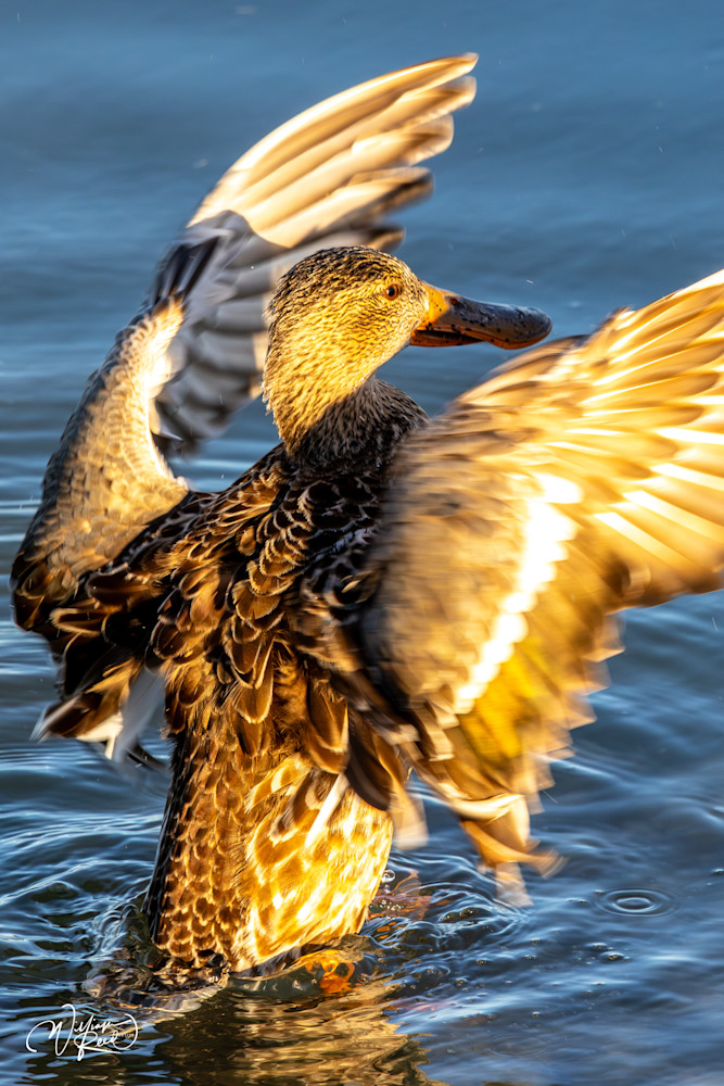 Mallard Duck in Motion Fine Art Photograph | William Reed