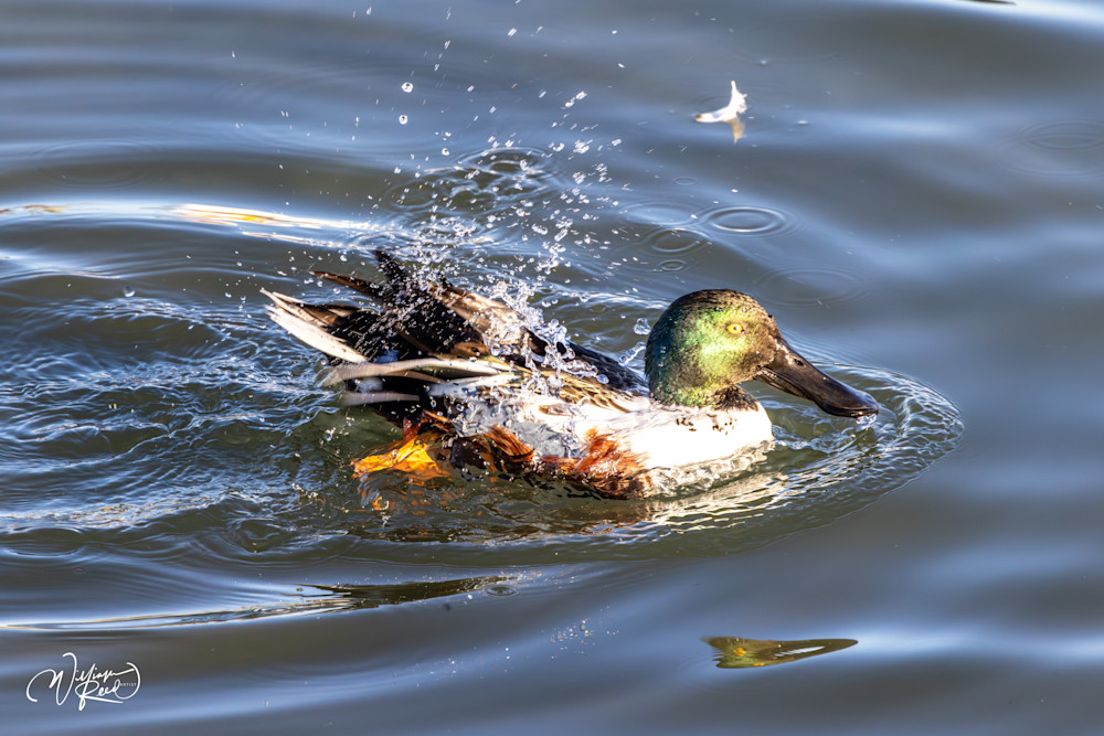 Northern Shoveler Fine Art Photograph | William Reed