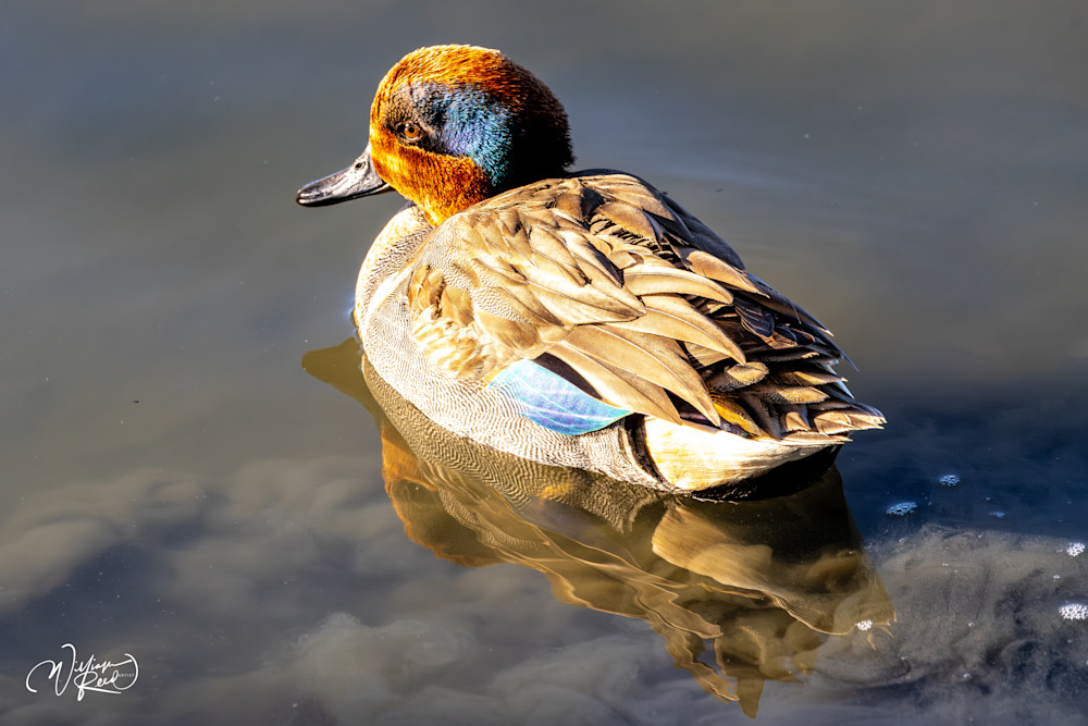 Green-winged Teal Fine Art Photograph | William Reed