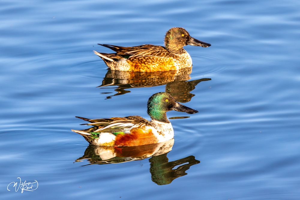 Northern Shoveler Pair Fine Art Photograph | William Reed