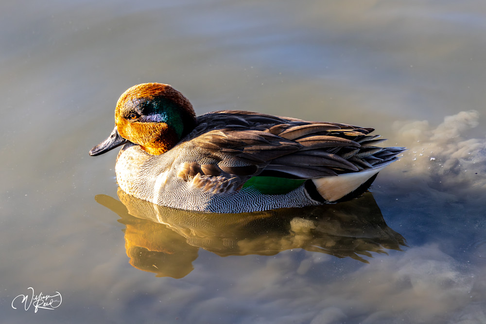 Green-winged Teal Fine Art Photograph | William Reed