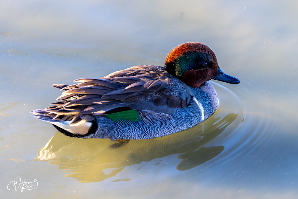 Green-winged Teal Fine Art Photograph | William Reed