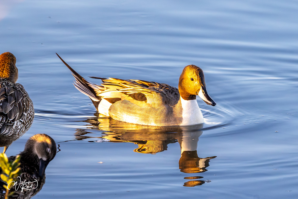 Northern Pintail Fine Art Photograph | William Reed
