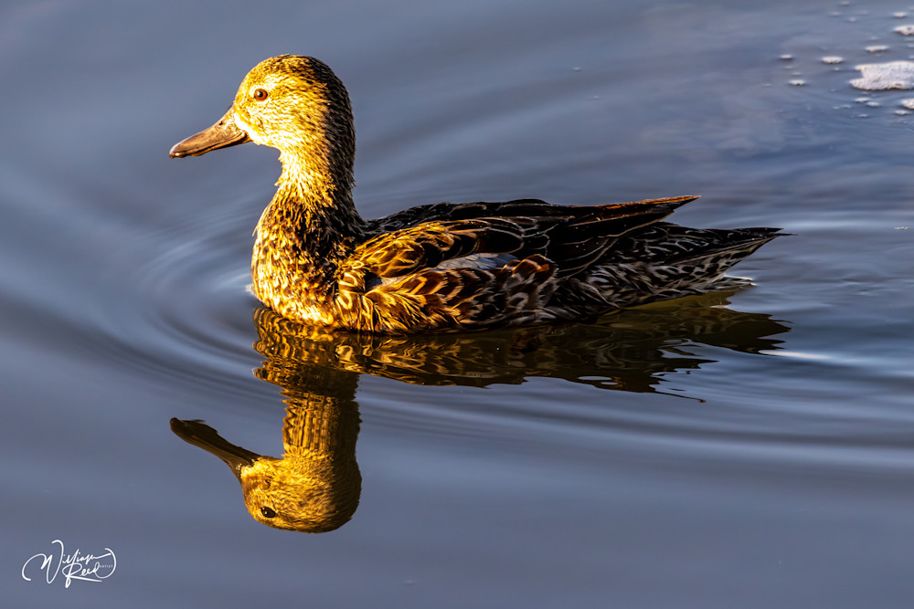 Mallard Duck Reflection Fine Art Photograph | William Reed