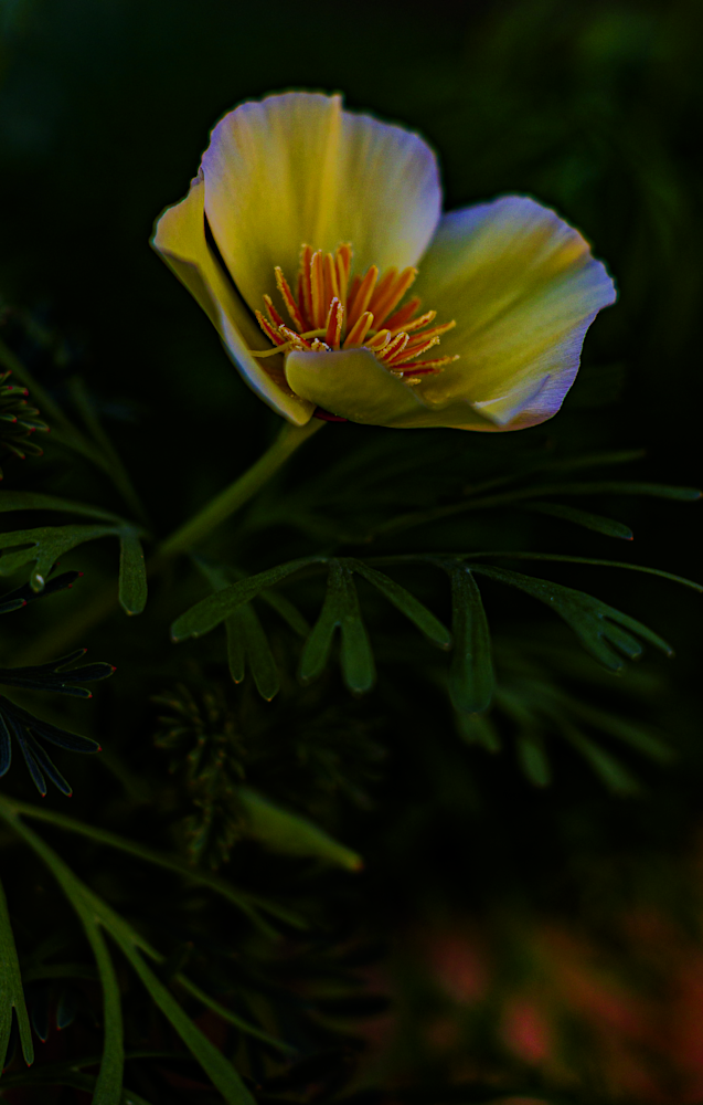 Desert Gold 2024 Jhe Imgc2188.Png Photography Art | James H Egbert's Silver Branch Studios