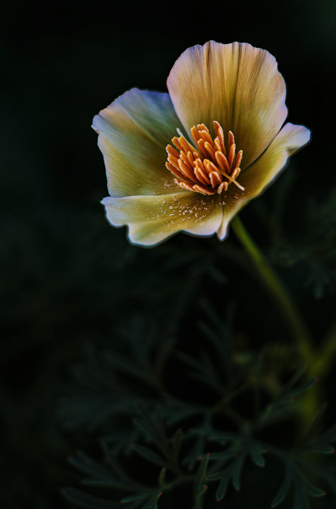 Desert Gold 2024 Jhe Imgc2183.Png Photography Art | James H Egbert's Silver Branch Studios