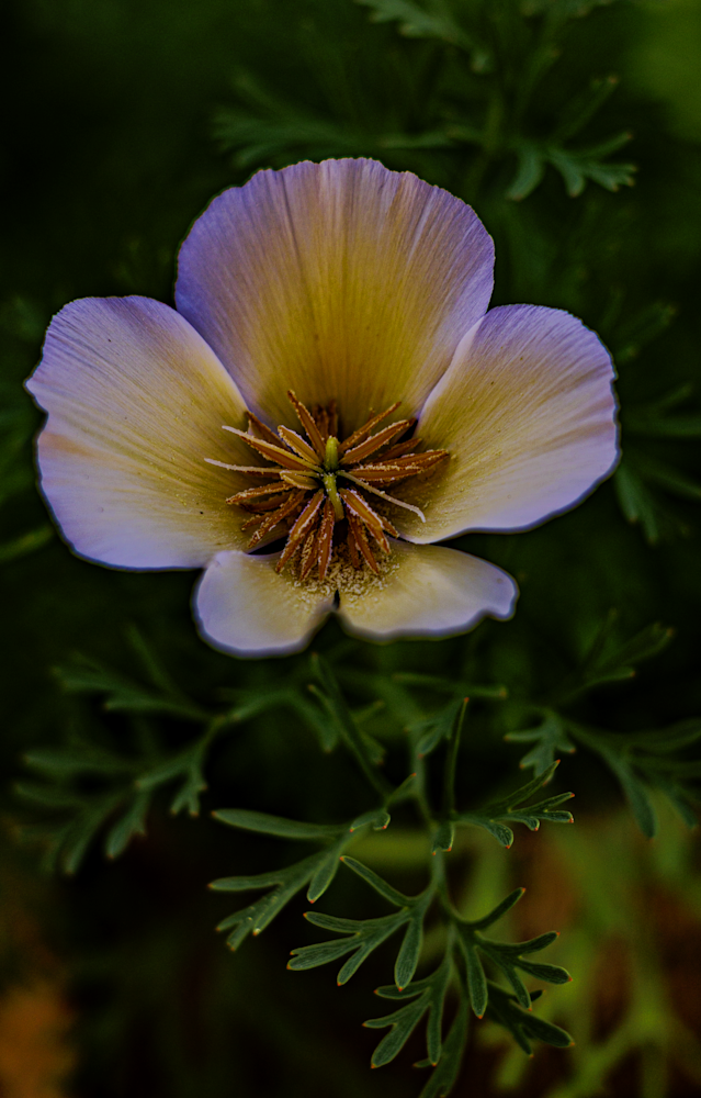 Desert Gold 2024 Jhe Imgc2187.Png Photography Art | James H Egbert's Silver Branch Studios
