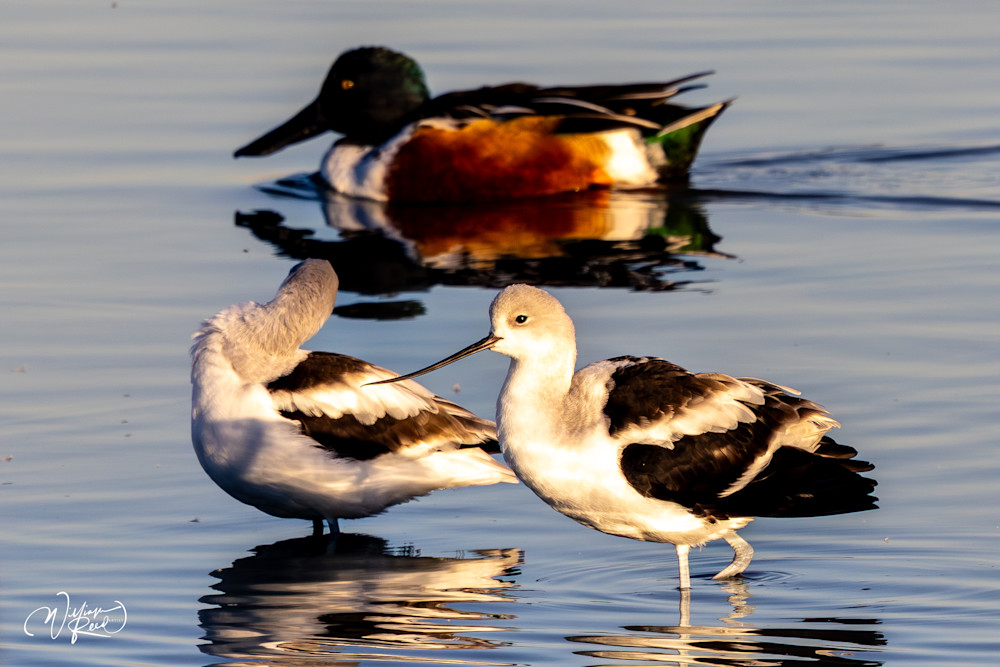 Avocets with Passing Shoveler | Ducks and Shorebirds Photography