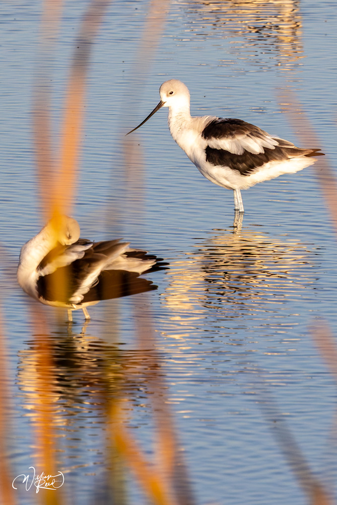 American Avocet Fine Art Photograph | William Reed