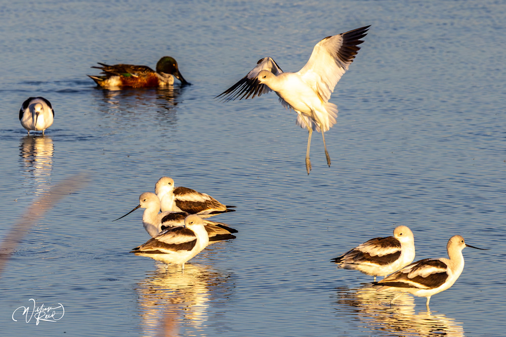 Avocet Landing Among the Flock | Ducks and Shorebirds Photography