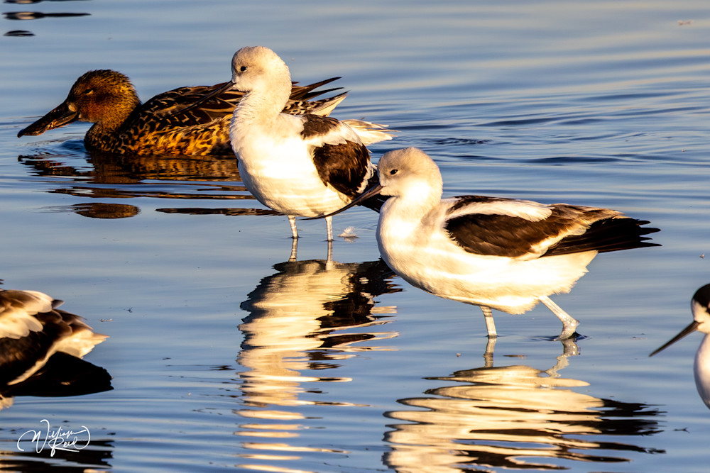 Avocets at Rest | Ducks and Shorebirds Fine Art Photography