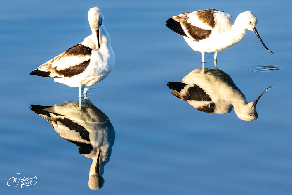 American Avocets Fine Art Photograph | William Reed