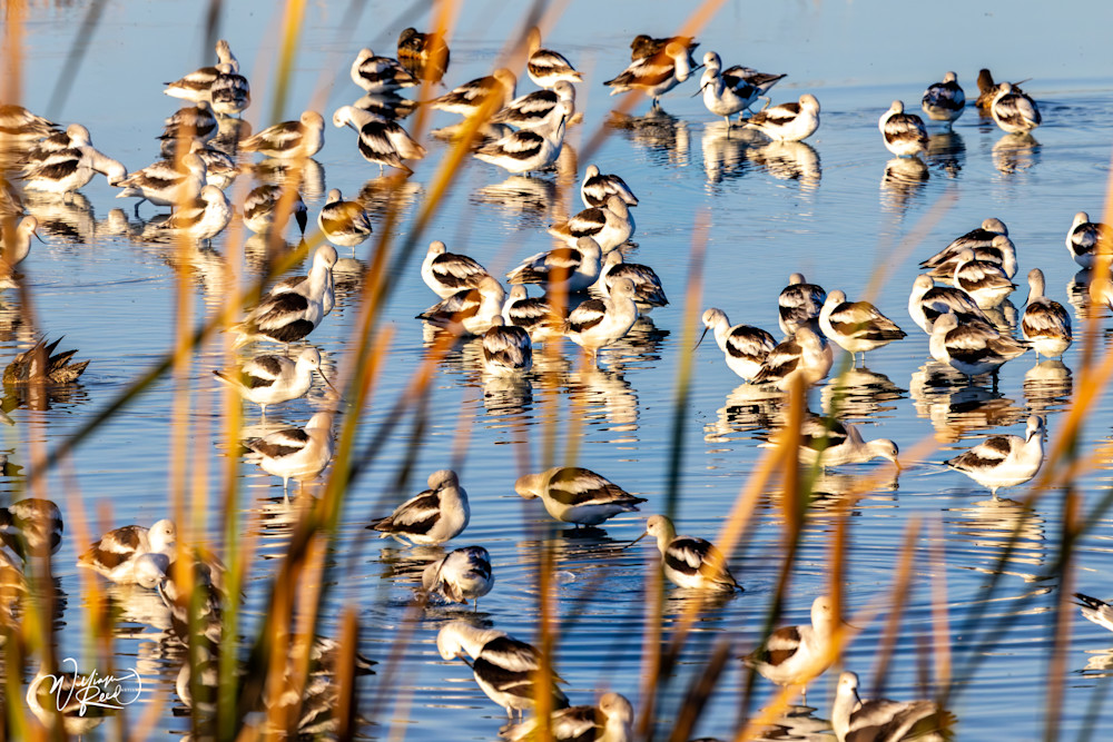 Gathered Light — American Avocets Art | William Reed Artist