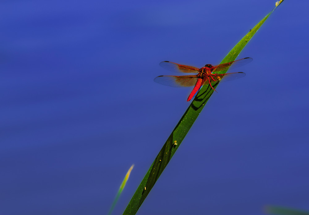 Dragonfly Rio Salado Imgl5809.Jpg Photography Art | James H Egbert's Silver Branch Studios