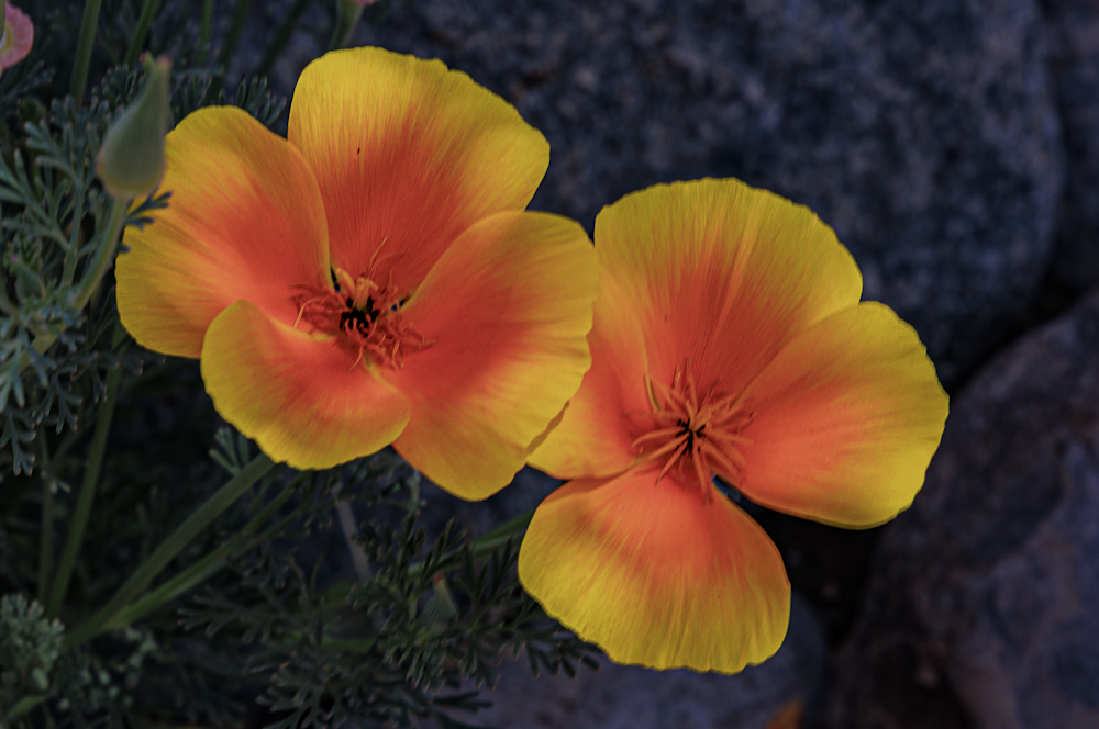 Desert Gold Jhe Imgc3561.Png Photography Art | James H Egbert's Silver Branch Studios