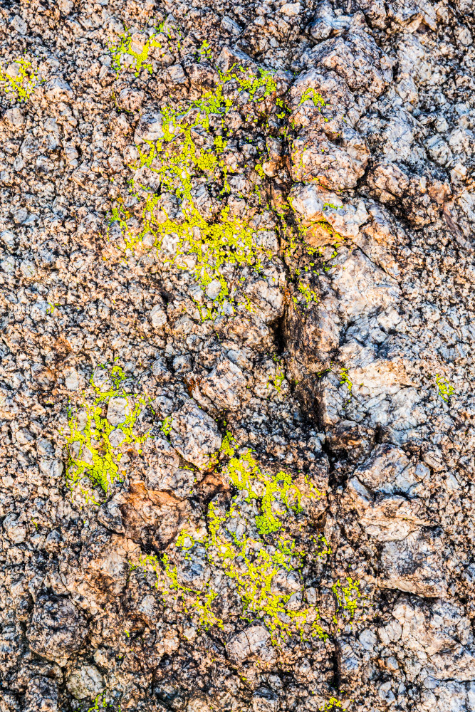 Lichen On Desert Granite Art | Tim McGuire Fine Art