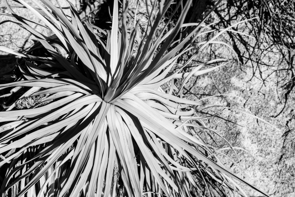 End Of The Century (B&W) Art | Tim McGuire Fine Art