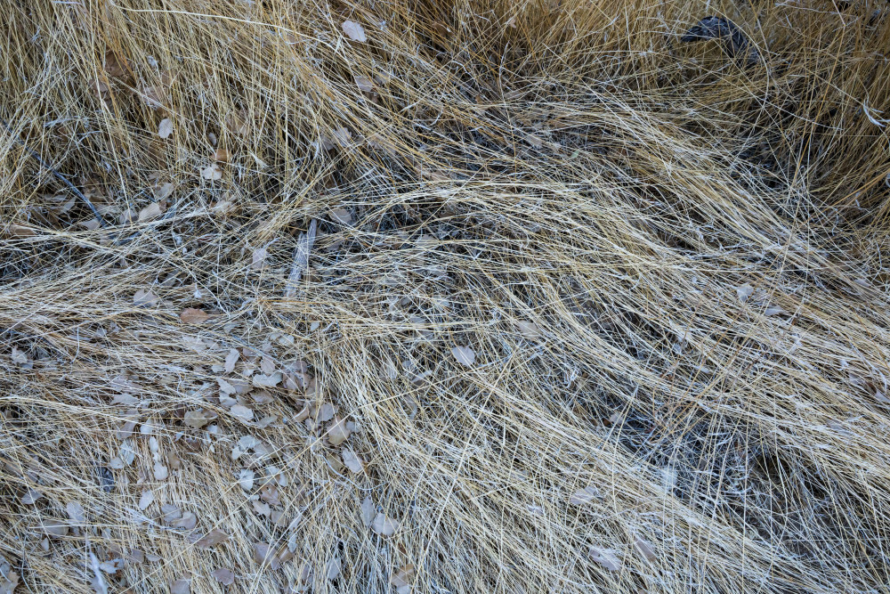 20211115 J Tree29 Palms 1189.Tif Art | Tim McGuire Fine Art