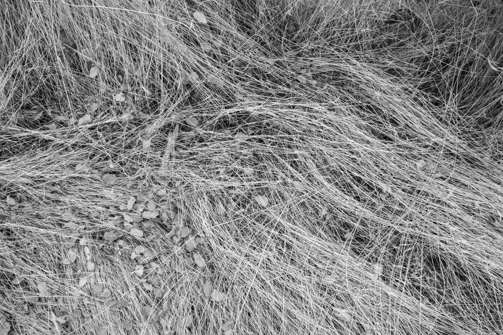 20211115 J Tree29 Palms 1189 2.Tif Art | Tim McGuire Fine Art