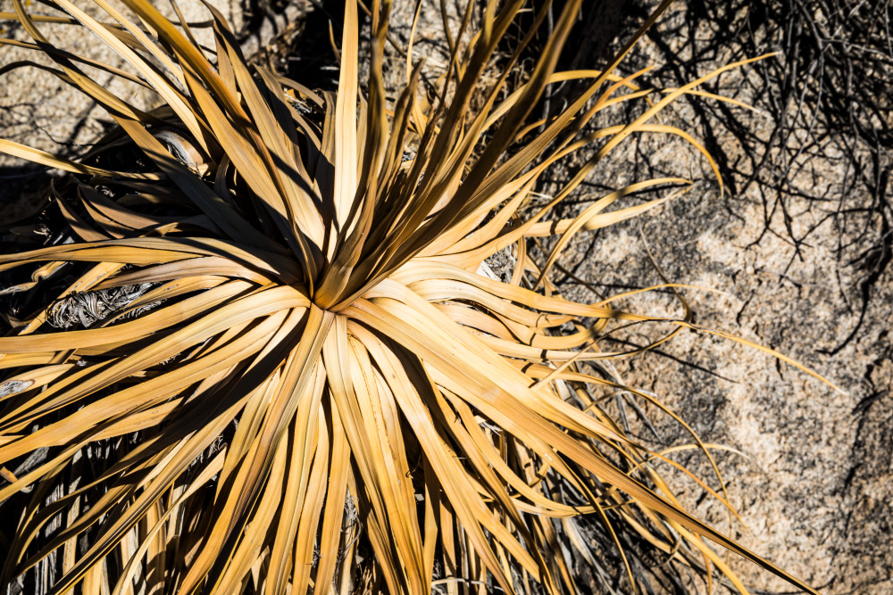 A dead or dying Century Plant in Joshua Tree National Park, Wonderland of Rocks area.