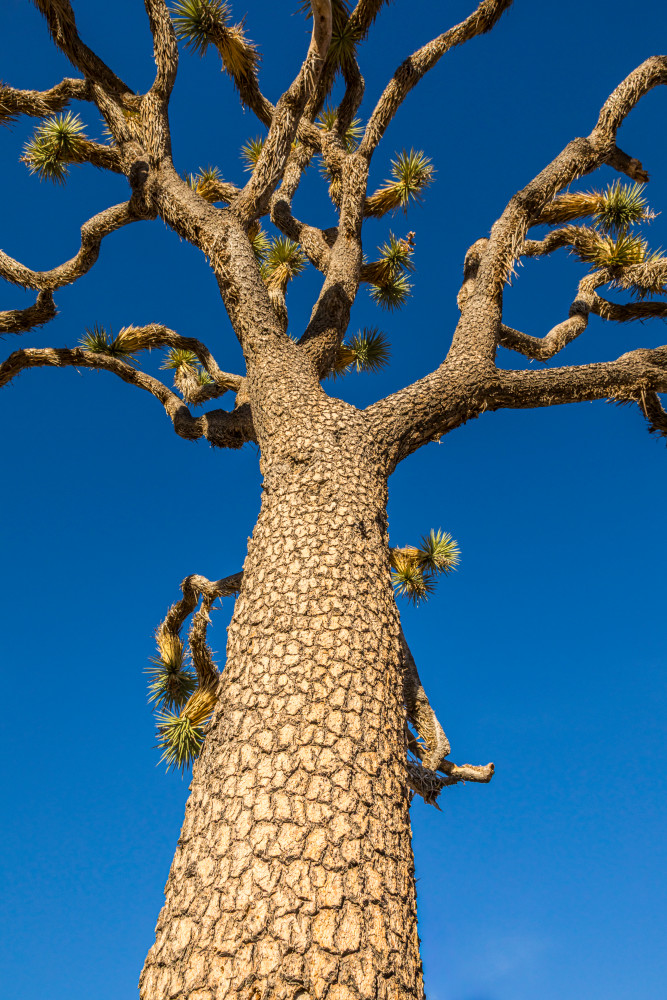 Jt Bark Art | Tim McGuire Fine Art